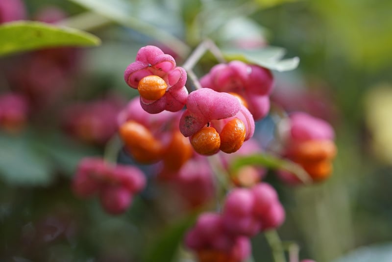 Fruits for a healthy diet
